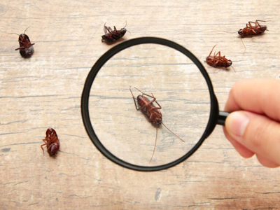 Cockroach control treatment